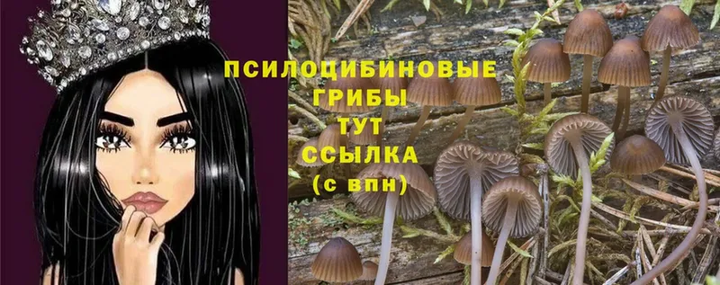 Псилоцибиновые грибы Psilocybe  Болохово 